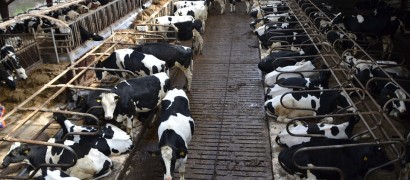 Agriculture et l’elevage