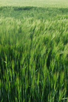 Agriculture